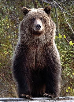 Bears Prints: A grizzly cub is curious and stands on a log in Chilko Lake, British Columbia, Canada