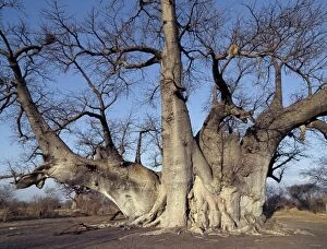 The Grootboom baobab tree in Bushman country near Tsumkwe