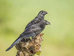 Pura Vida Prints: Groove-billed Ani (Crotophaga sulcirostris), Orotino, Alajuela, Costa Rica