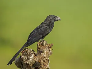 Pura Vida Prints: Groove-billed Ani (Crotophaga sulcirostris), Orotino, Alajuela, Costa Rica