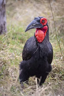 Hornbill Prints: Ground Hornbill, Okavango Delta, Botswana