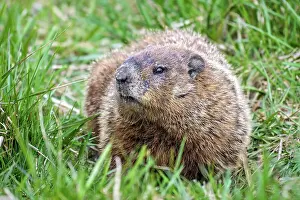 Groundhog (Marmota monax), Barrie, Ontario, Canada