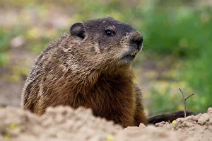 Groundhog, Marmota monax. Near burrow in parkland. Ottawa, Ontario, Canada