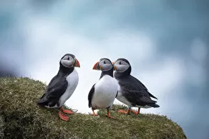 A group of three Atlantic Puffinss standing on the grass in the island of Mykines. Faroe Islands