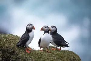 Foroyar Prints: A group of three Atlantic Puffinss standing on the grass in the island of Mykines