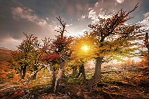 Patagonia Prints: A group of Bleech trees, Los Glaciares National Park, Patagonia, Argentina