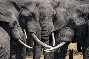 Images Dated 26th September 2017: A group of bull African elephants congregate around a waterhole, Serengeti National Park