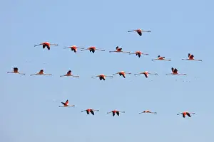 Flamingo Prints: A group of Chilean flamingos flying in the skyes of Laguna Mar Chiquita (Mar de Ansenuza)