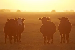 Cattle Prints: A group of cows at sunset in the Argentine pampas, Las Flores, Argentina