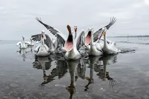Flock Prints: Group of Dalmatian Pelican (Pelecanus crispus) feeding along shore of Lake Kerkini