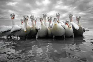 Flock Prints: Group of Dalmatian Pelican (Pelecanus crispus) feeding along shore of Lake Kerkini