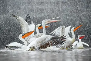 Snowfall Prints: Group of Dalmatian Pelican (Pelecanus crispus) in heavy snowfall