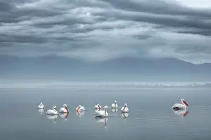 Flock Prints: Group of Dalmatian Pelican (Pelecanus crispus) on lake Kerkini, Greece, January 2018