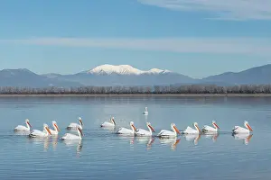 Flock Prints: Group of Dalmatian Pelican (Pelecanus crispus) on lake Kerkini, Greece, January 2018