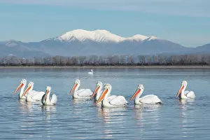 Flock Prints: Group of Dalmatian Pelican (Pelecanus crispus) on lake Kerkini, Greece, January 2018