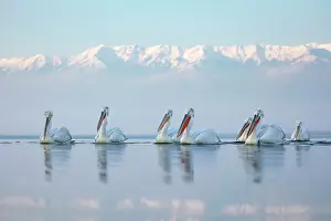Flock Prints: Group of Dalmatian Pelican (Pelecanus crispus) on lake Kerkini, Greece, January 2017