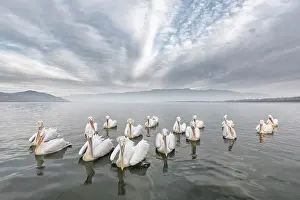 Flock Prints: Group of Dalmatian Pelican (Pelecanus crispus) on lake Kerkini, Greece, January 2020