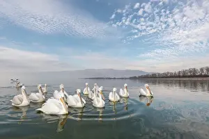 Flock Prints: Group of Dalmatian Pelican (Pelecanus crispus) on lake Kerkini, Greece, January 2020