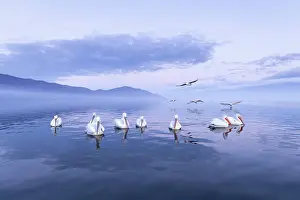 Flock Prints: Group of Dalmatian Pelican (Pelecanus crispus) on Lake Kerkini at dawn