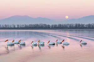 Flock Prints: Group of Dalmatian Pelican (Pelecanus crispus) on Lake Kerkini at dusk with full moon rising in background