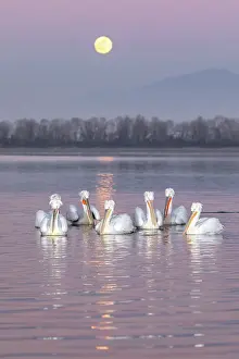Flock Prints: Group of Dalmatian Pelican (Pelecanus crispus) on Lake Kerkini at dusk with full moon rising in background
