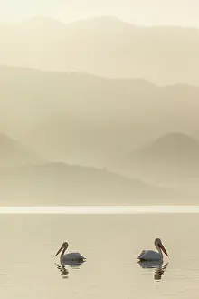 Pelican Prints: Group of Dalmatian Pelican (Pelecanus crispus) on Lake Kerkini in Greece, January 2020