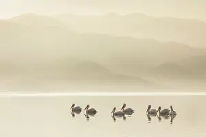 Pelican Prints: Group of Dalmatian Pelican (Pelecanus crispus) on Lake Kerkini in Greece, January 2020