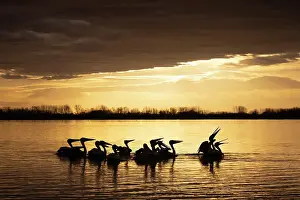 Flock Prints: Group of Dalmatian Pelican (Pelecanus crispus) on Lake Kerkini at sunrise
