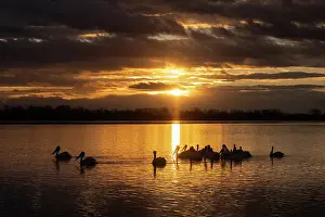 Flock Prints: Group of Dalmatian Pelican (Pelecanus crispus) on Lake Kerkini at sunrise