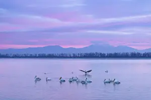 Flock Prints: Group of Dalmatian Pelican (Pelecanus crispus) on Lake Kerkini at sunrise