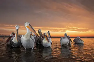 January 2020 Prints: Group of Dalmatian Pelican (Pelecanus crispus) at sunrise on shore of Lake Kerkini in Greece