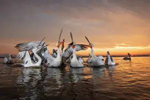 January 2020 Prints: Group of Dalmatian Pelican (Pelecanus crispus) at sunrise on shore of Lake Kerkini in Greece
