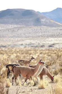 Atacama Prints: A group of domestic llamas near the Salinas Grandes salt flat