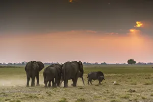 African Elephant Gallery: Group of elephants at sunset. Mahango Game Reserve, Bwabwata National Park, Kavango