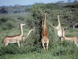 African Antelopes Gallery: A group of gerenuk