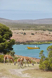 Camelid Prints: A group of guanacos in Caleta Sara, Camarones, Chubut, Patagonia, Argentina