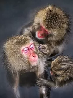 Group of Japanese macaque at the Jigokudani Snow Monkey Park, Yamanouchi, Nagano Prefecture