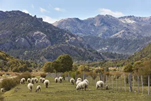 Images Dated 20th January 2022: A group of Merinos sheeps in a field of the Nahuel Huapi National Park, near Villa Traful
