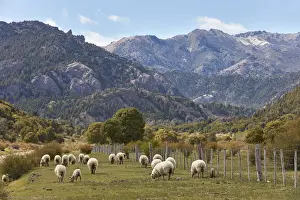 Sheep Prints: A group of Merinos sheeps in a field of the Nahuel Huapi National Park