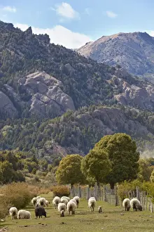 A group of Merinos sheeps in a field of the Nahuel Huapi National Park, near Villa Traful, Neuquen, Patagonia, Argentina
