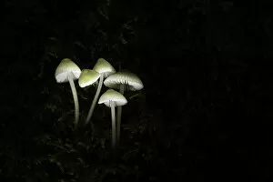Images Dated 17th February 2021: Group of Mycena spp. New Forest National Park, Hampshire, England, UK