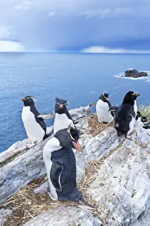 Seabird Prints: A group of rockhopper penguins (Eudyptes chrysocome chrysocome) on top of a small islet