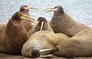 Group Prints: Group of Walrus (Odobenus rosmarus) on the shore, Spitsbergen, Svalbard, Norway