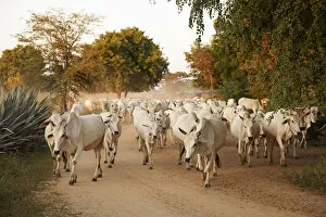 Mandalay Collection: A group of white cows going back to the village at dusk along a road of the Bagan