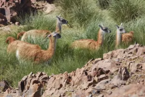 Camelid Prints: A group of wild guanacos (Lama guanicoe) at the Cabo Dos Bahias Penguin Colony