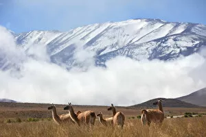 Images Dated 8th July 2021: A group of wild guanacos near 'Piedra del Molino'(3348 masl)