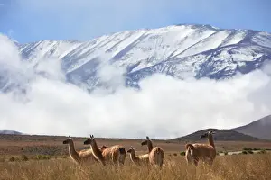 Herbivore Prints: A group of wild guanacos near Piedra del Molino'(3348 masl)
