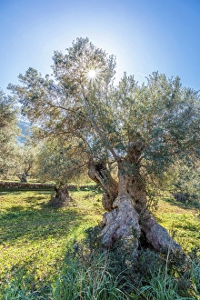 South Prints: Grove of old olive trees near Valldemossa, Mallorca, Balearic Islands, Spain
