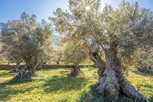 Grove of old olive trees near Valldemossa, Mallorca, Balearic Islands, Spain