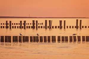 Zingst Prints: Groynes at the sea in the sunset in Zingst